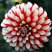 Rainbow Dahlia Dahlia Pinnata flower Seeds for a bright addition to the home garden and seasonal flower beds