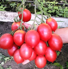 Grappoli D'Inverno Kirschtomate Seeds valued by growers for winter Tomato Gardening