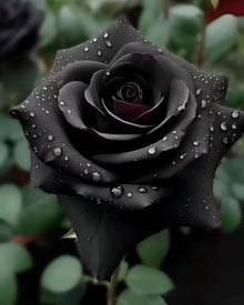 Black Rose (Rosa spp.) for planting in family gardens