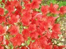 Cumberland Rhododendron Seeds (Rhododendron cumberlandense) for colorful blooms in the ornamental garden and shaded beds