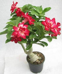 Spring bonsai ball seeds for mixed flowers in yard garden