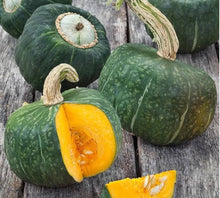 Burgess Buttercup Squash Seeds for growers stocking the vegetable patch