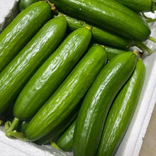 Everbearing Cucumber SMR58 Seeds for a fresh homegrown crop from the Continuous Harvesting in the Garden