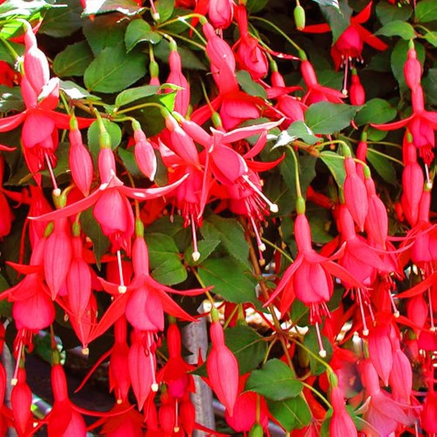 Fuchsia Fuchsia hybrida pink double petal flower seeds for planting in vertical garden hanging baskets - for planting in home garden