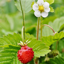 Wild Strawberry Vesca Alexandria Seeds for a homegrown harvest from the Balcony or Container Gardening