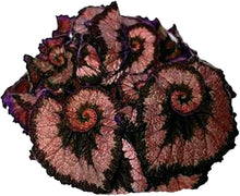Begonia Seeds for growers seeking a long-blooming display