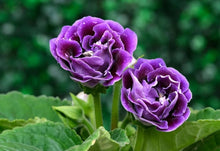 Gloxinia Seeds for a bright addition to the Flower Bed & Indoor Garden