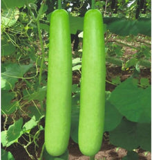 Bottle Gourd Seeds (Lagenaria siceraria) known for vegetable gardening and gourd projects