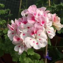 White Geranium Pelargonium spp. for planting in window boxes
