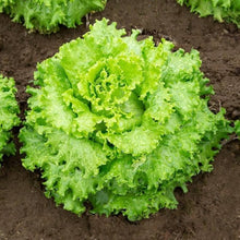 Fresh easy-grow lettuce vegetable seeds