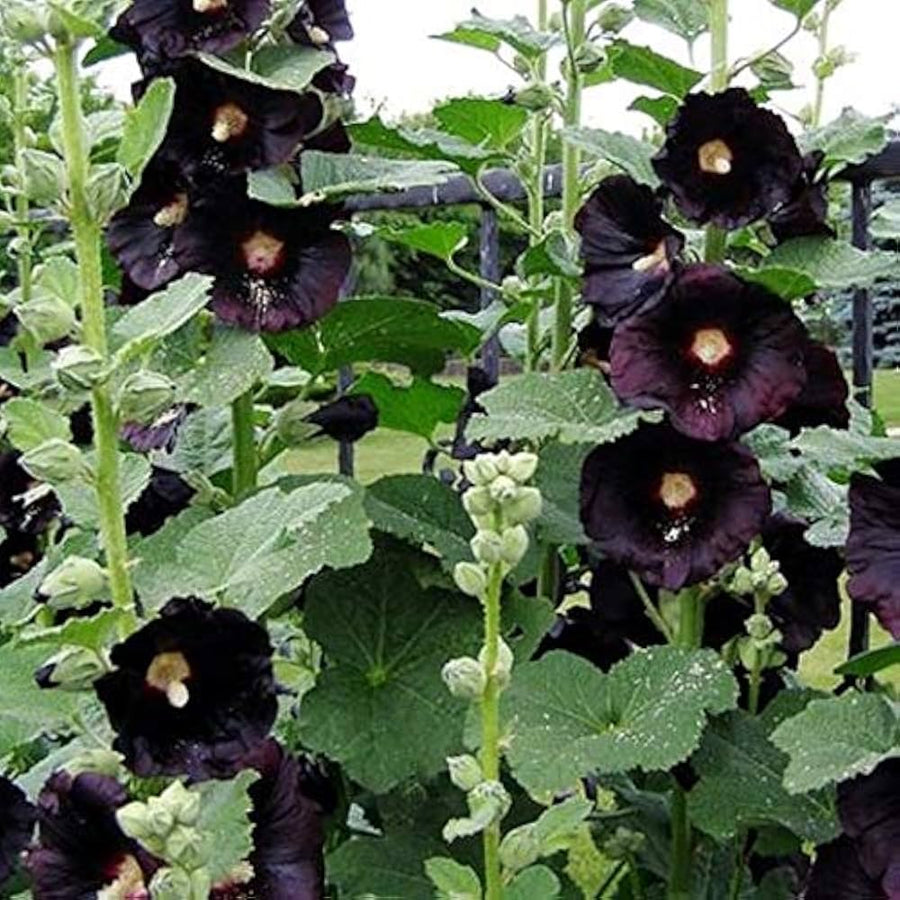 Black Hollyhock Flower Seeds