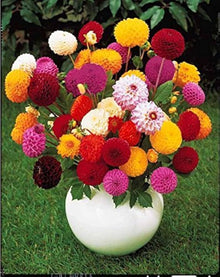 Herbeohybrida Fashion Mix Seeds for growers seeking a long-blooming display