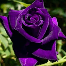 Rose Rosa Hybrida Holland Luminous Seeds for a lasting display in the Garden Home Landscaping