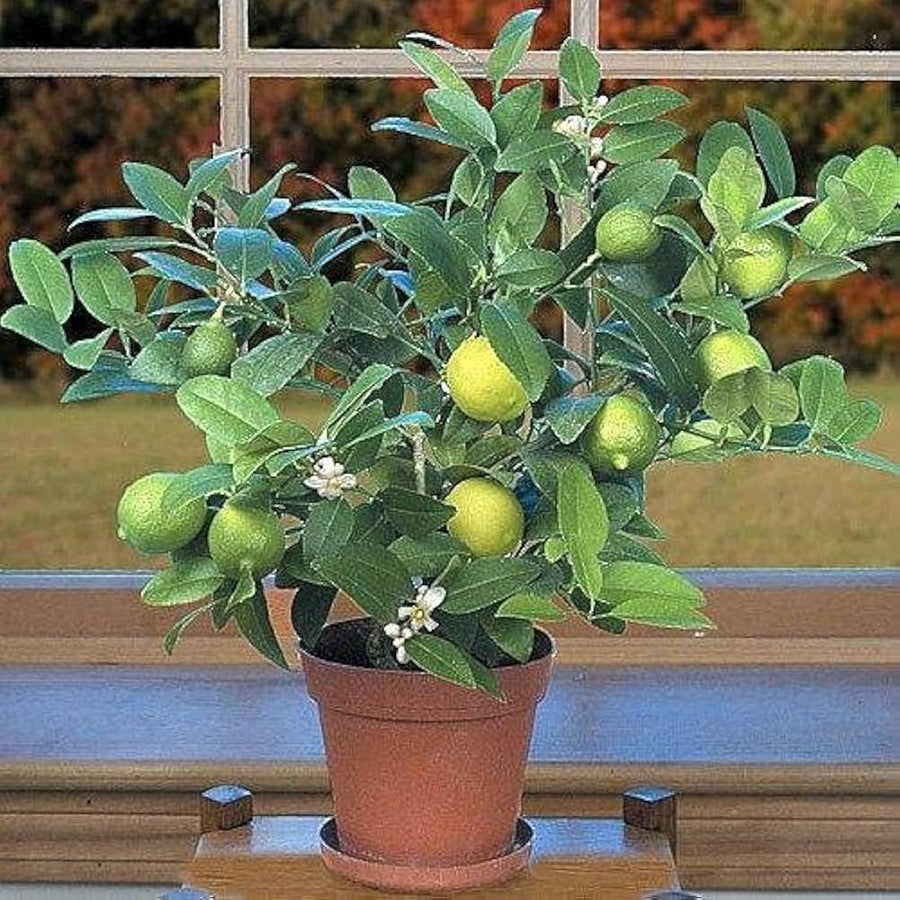 Lime Dwarf Tree Citrus aurantiifolia for planting in home garden