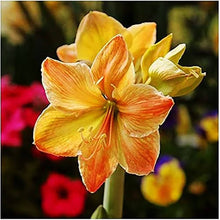 Yellow Sunrise Amaryllis Seeds (Hippeastrum spp.) for seasonal color across the Flower Bed & Indoor Garden