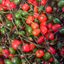 Texas Chiltepin Pepper Seeds (Capsicum annuum) for home growers seeking a reliable harvest