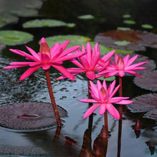 Red Tropical Water Lily Seeds for growers filling out the Water Gardens