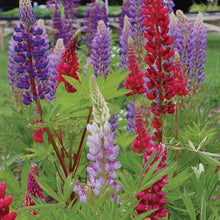 Velvet Lupine Seeds for reliable seasonal color