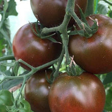 Chocolate Tomato Seeds for a fresh homegrown crop from the Solanum garden gourmet patch