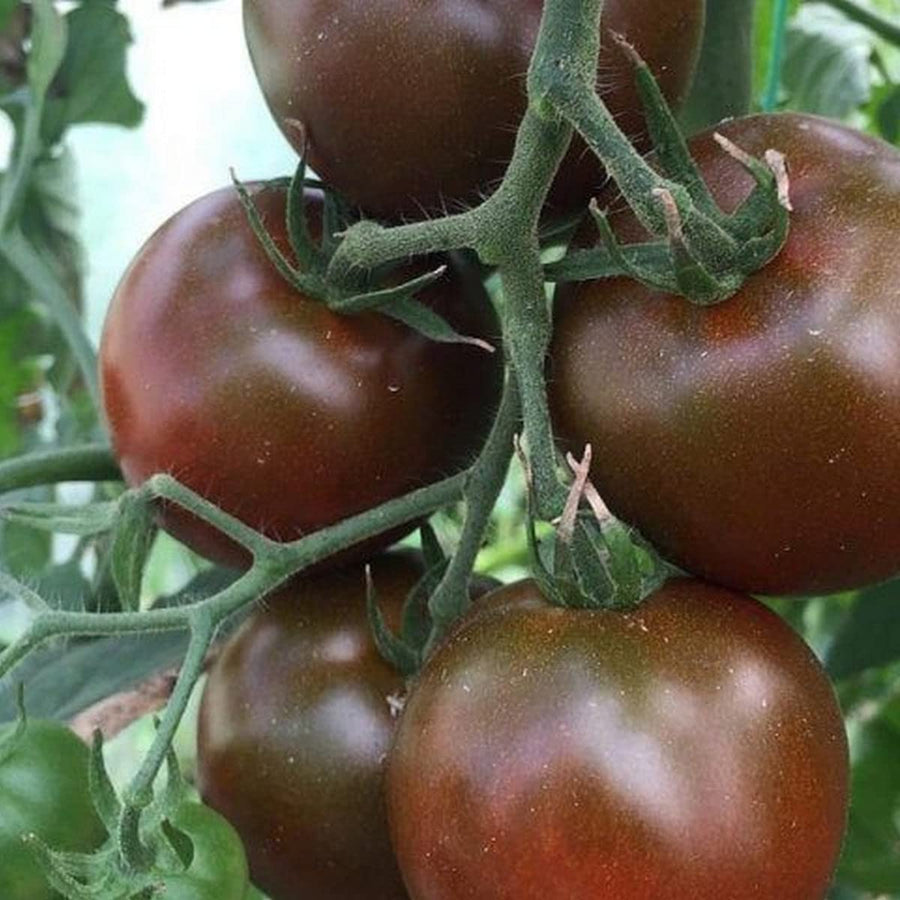 Chocolate Tomato Seeds for a fresh homegrown crop from the Solanum garden gourmet patch
