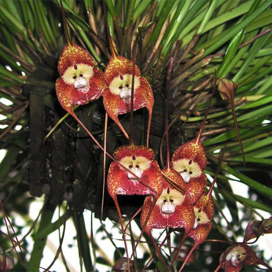 Monkey Face Orchid Dracula simia flower seeds for planting in indoor pots and shaded balcony spaces - for planting in home garden