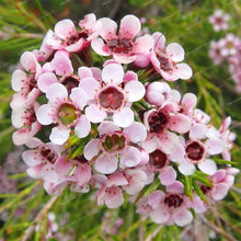 White Geraldton Wax Seeds for a lasting addition to the landscape