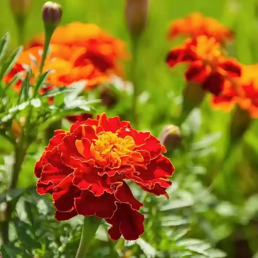 Black Marigold (Tagetes patula) seeds for planting in ornamental home gardens