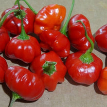 Graines de Poivron Topepo Rosso Pepper Seeds for a reliable harvest in the vegetable patch