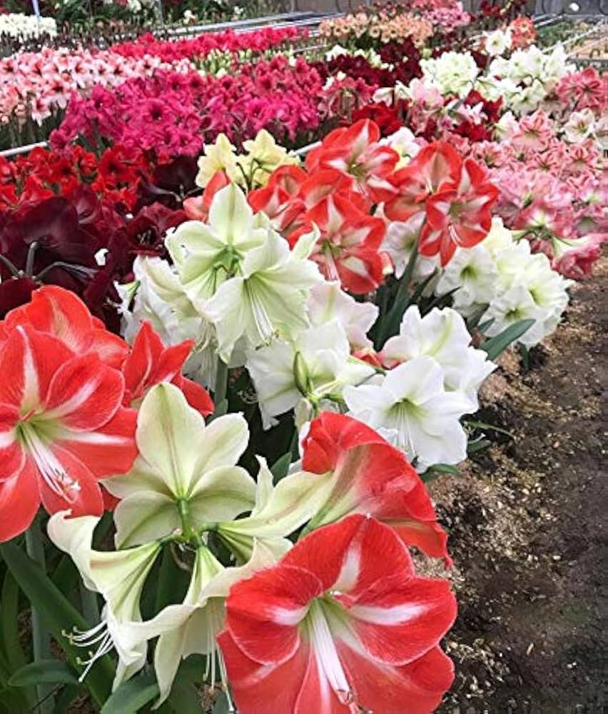 Red and white hippeastrum flower seeds