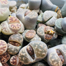 Dudleya Fee Tassen Lithops Seeds for a lasting addition to the Bonsai Garden
