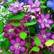 Real Clematis Seeds for a lasting display in the Perennial Flower Garden