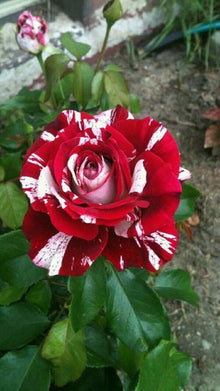 Osiria Rose Purple Seeds for colorful blooms in the Home Garden Flower Borders