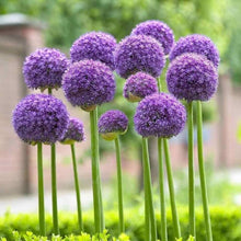 Allium Obliquum Fresh Seeds (Allium obliquum) for colorful blooms in the Garden