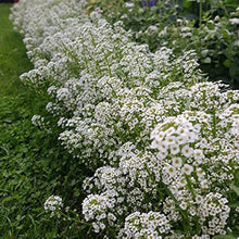 Sweet White Alyssum Seeds (Lobularia maritima) for growers filling out the groundcover and fragrant border planting