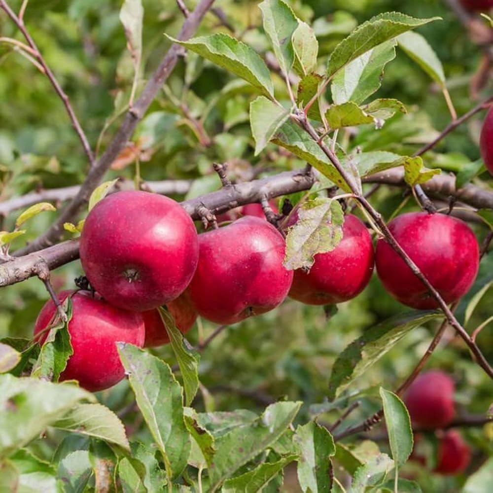 Apple Tree Malus domestica for edible landscape planting