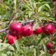 Apple Tree Malus domestica for edible landscape planting