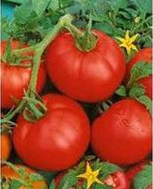 Ace VF Tomato Seeds for growers stocking a kitchen garden