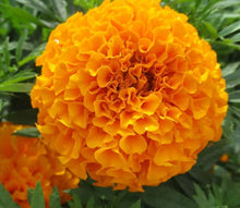 Orange Carnation Seeds (Dianthus caryophyllus) for sweet homegrown fruit in the home garden bouquet flowers
