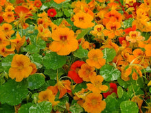 Sunflower Seeds (Helianthus annuus) for growers planting the Easy Grow Orange in Backyard Garden