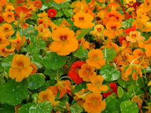 Nasturtium Seeds (Tropaeolum majus) for a lasting display in the flower beds and vegetable patches