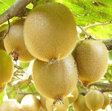 Kiwi Seeds (Actinidia deliciosa) for sweet homegrown fruit in the Urban Garden