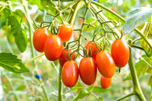 Trip-L-Crop Climbing Tomato Seeds for a productive addition to the vegetable patch