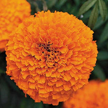 Orange Aztec Marigold Seeds for growers planting the Vibrant Annual Gardens