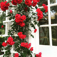 Mini Red Climbing Rose Seeds for vertical growth across the Home Garden Trellis Fence