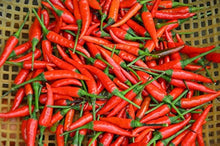 Tabasco Pepper Seeds (Capsicum frutescens) for a reliable harvest in the Vegetable Urban Garden