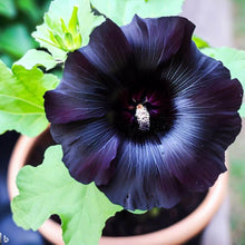 Hollyhock Seeds (Alcea rosea) for a lasting display in the urban garden home garden