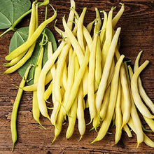 Yellow Wax Bean Seeds (Phaseolus vulgaris) prized among growers for backyard gardening and productive bean planting