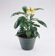 Crossandra Seeds for growers seeking a long-blooming display