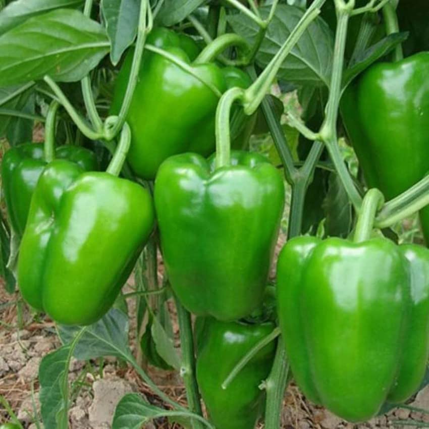 Pepper Vegetables Seeds for spicy home garden planting