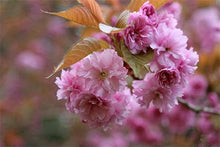Japanese Sakura Seeds for a sweet addition to the home orchard